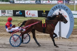 Kasački sport: 2. trkački dan Gradskom hipodromu