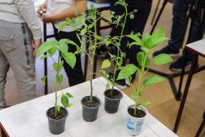 Sadnja paradajza u okviru projekta koji ima za cilj podizanje svesti o očuvanju životne sredine