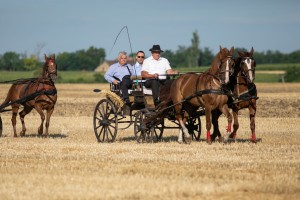 Takmičenje risara 2022 (album #2)