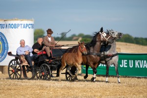 Takmičenje risara 2022 (album #2)