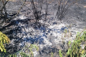 Požar na poljoprivrednom zemljištu  uz Palićki put