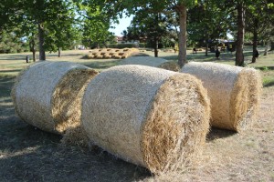 Seoske igre bez granica - Bikovo 2022