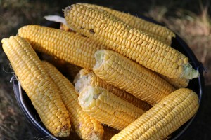 Seoske igre bez granica - Bikovo 2022