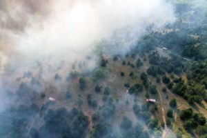 Požar u Radanovačkoj šumi