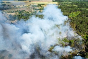 Požar u Radanovačkoj šumi