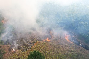 Požar u Radanovačkoj šumi