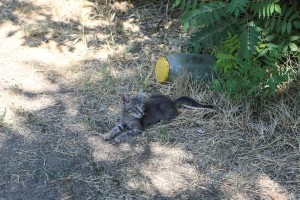 Problemi stanovnika Jugoslovenske ulice u Donjem Tavankutu