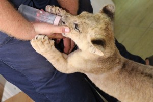 Obilazak mladunčeta lava u Prihvatilištu za divlje životinje