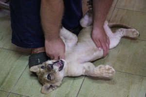 Obilazak mladunčeta lava u Prihvatilištu za divlje životinje