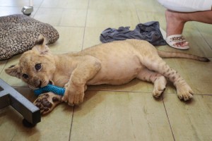 Obilazak mladunčeta lava u Prihvatilištu za divlje životinje