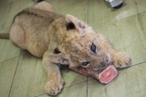 Obilazak mladunčeta lava u Prihvatilištu za divlje životinje