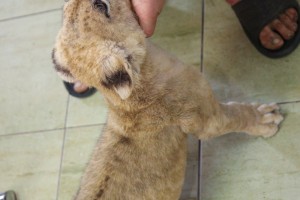 Obilazak mladunčeta lava u Prihvatilištu za divlje životinje