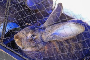 32. Berbanski dani na Paliću