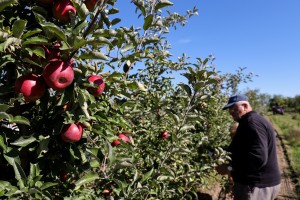 U poseti gazdinstvu Šerfeze u Horgošu