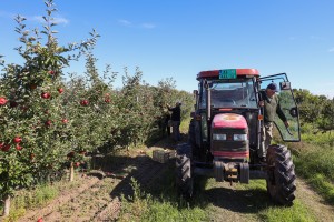 U poseti gazdinstvu Šerfeze u Horgošu