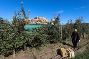 U poseti gazdinstvu Šerfeze u Horgošu