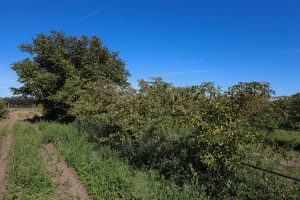 U poseti gazdinstvu Šerfeze u Horgošu