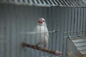 Obeležavanje Svetskog dana životinja