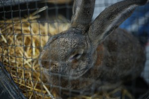 Obeležavanje Svetskog dana životinja