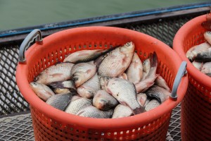 Izlovljavanje invazivne ribe u Palićkom jezeru (Projekat "Ecolacus")