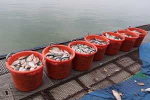 Izlovljavanje invazivne ribe u Palićkom jezeru (Projekat "Ecolacus")