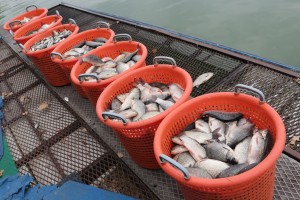 Izlovljavanje invazivne ribe u Palićkom jezeru (Projekat "Ecolacus")