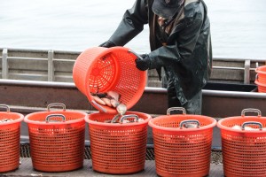 Izlovljavanje invazivne ribe u Palićkom jezeru (Projekat "Ecolacus")