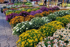 Izložba i vašar cveća "Garden flora"
