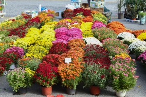 Vašar cveća na trgu