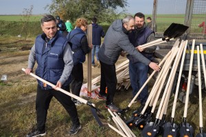 Polaganje mladih sadnica u sklopu podizanja vetrozaštitnog pojasa