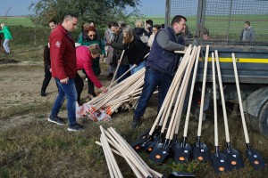 Polaganje mladih sadnica u sklopu podizanja vetrozaštitnog pojasa