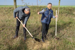 Polaganje mladih sadnica u sklopu podizanja vetrozaštitnog pojasa