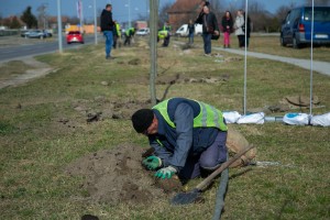 Sadnja drveća u Ulici Partizanskih baza