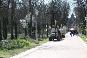 Sadnja drveća i žbunova u zaštićenom parku na Paliću