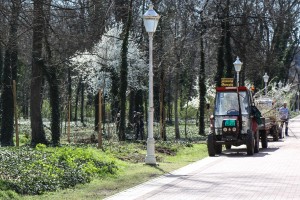 Sadnja drveća i žbunova u zaštićenom parku na Paliću