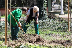 Sadnja drveća i žbunova u zaštićenom parku na Paliću