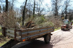 Sadnja drveća i žbunova u zaštićenom parku na Paliću