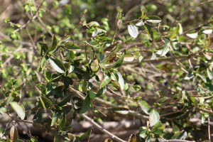 Sadnja drveća i žbunova u zaštićenom parku na Paliću