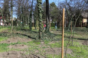 Sadnja drveća i žbunova u zaštićenom parku na Paliću