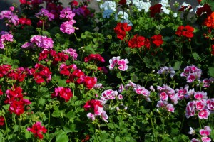 Prolećni sajam cveća "Garden flora"