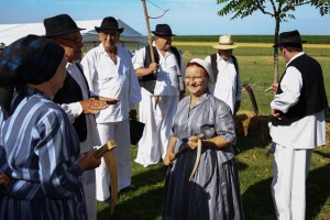 Bunjevački ris - tradicionalno košenje žita