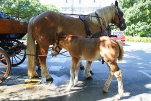 Dužijanca 2023 - Centralna svečanost