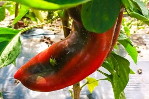 Berba paprike "ajvaruše"