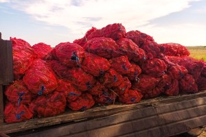 Berba paprike "ajvaruše"