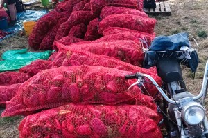 Berba paprike "ajvaruše"