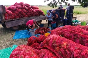 Berba paprike "ajvaruše"