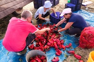 Berba paprike "ajvaruše"