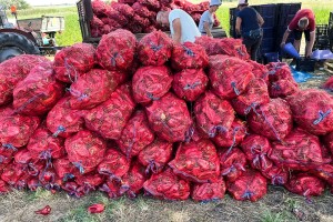 Berba paprike "ajvaruše"