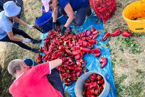 Berba paprike "ajvaruše"