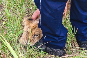 Mlada lavica na Čantavirskom putu